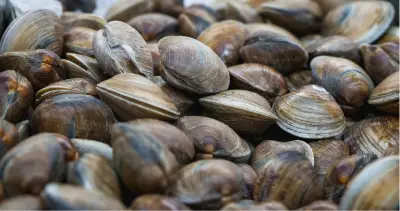 Clams Seafood Boil with Garlic Butter Sauce: A Flavorful Feast in Under an Hour for Summer Entertaining!