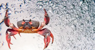 Crab-clusters Seafood Boil with Garlic Butter Sauce: A Flavorful Feast in Under an Hour for Summer Entertaining!